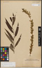 Foto von Salix triandra L. x Salix viminalis L.